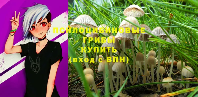 Псилоцибиновые грибы Magic Shrooms  наркота  мега   Дмитриев 